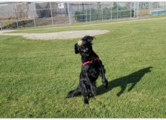 Give The Kid An ‘A’ For Effort