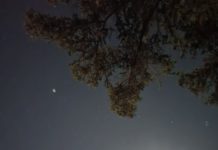 To Be Your Dog Is To REALLY Know Her