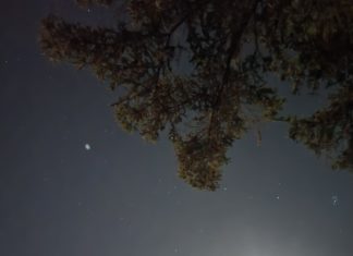 To Be Your Dog Is To REALLY Know Her