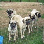 whole_family-300×225-1-300×225 (2018_03_25 01_05_47 UTC)