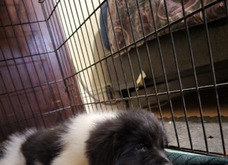 F@#k It, Use The Amex