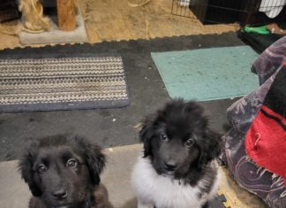 Cross-Species Teambuilding