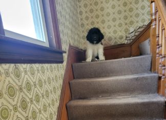 The Alice Diaries: # 2-Learning Curves