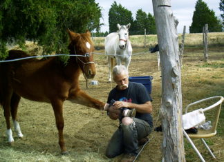 Forrest : A Horse That Wouldn’t Quit