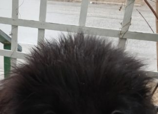 The Alice Diaries: Issue # 1