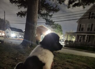 The Alice Diaries: # 4- Making Sense Of Things