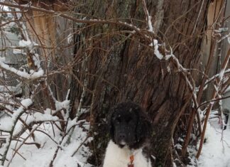 Hibernal Journal: Introduction