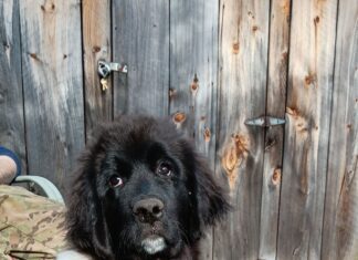 The Alice Diaries: # 5- The Mutual Routine Admiration Society