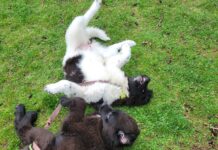 The Alice Diaries: # 6- Cultivating Compromise