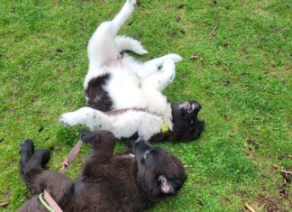 The Alice Diaries: # 6- Cultivating Compromise