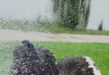 The Alice Diaries: # 7- Livin’ Large, Luvin’ Life