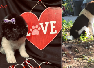 The Alice Diaries: # 9: Canine Cuckoo Clock