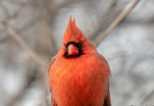 A Cardinal Stopped By To See Me Today
