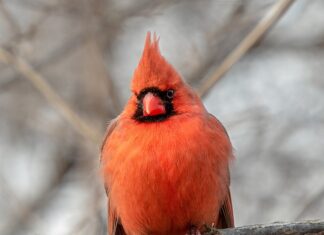 A Cardinal Stopped By To See Me Today
