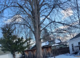 Hibernal Journal: Week 5