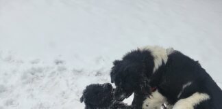 Hibernal Journal: Week 6