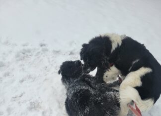 Hibernal Journal: Week 6