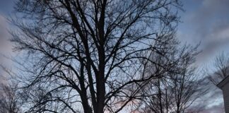 Hibernal Journal: Week 7