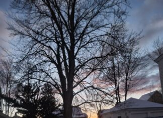 Hibernal Journal: Week 7