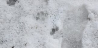 Hibernal Journal: Week 8