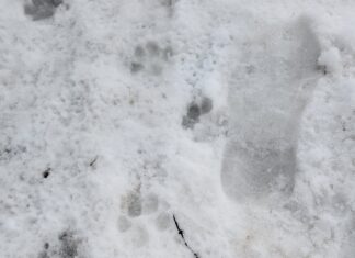 Hibernal Journal: Week 8