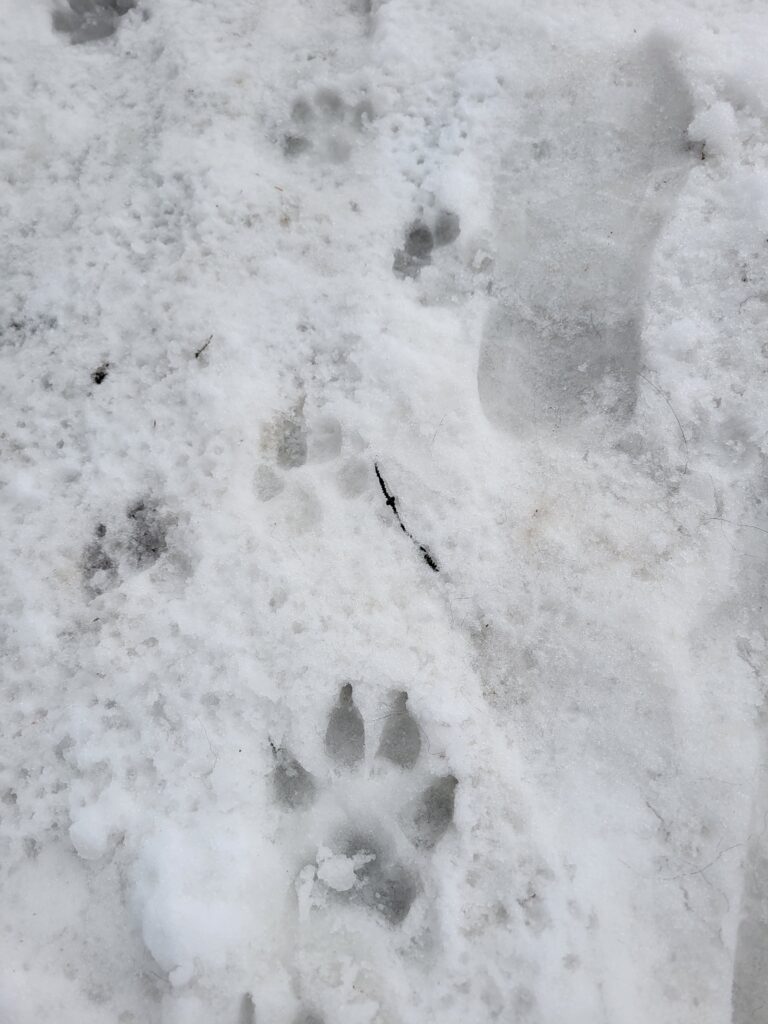 Hibernal Journal: Week 8