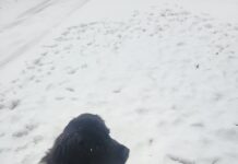 Hibernal Journal: Week 10