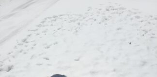 Hibernal Journal: Week 10