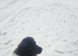 Hibernal Journal: Week 10