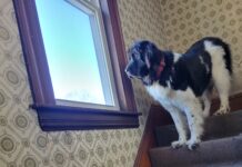 Hibernal Journal: Week 11