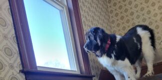 Hibernal Journal: Week 11