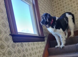 Hibernal Journal: Week 11