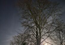 Hibernal Journal: Week 12