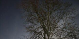 Hibernal Journal: Week 12