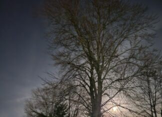 Hibernal Journal: Week 12